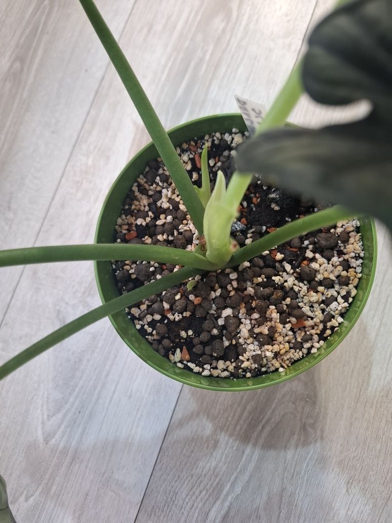 Alokazja Dragon  Scale