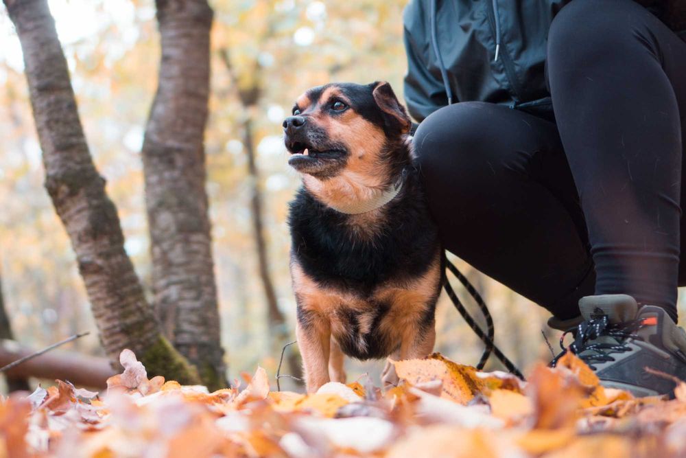 5 letni Szkrabek do adopcji!