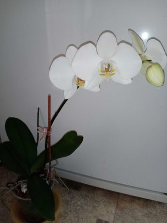орхидея фаленопсис