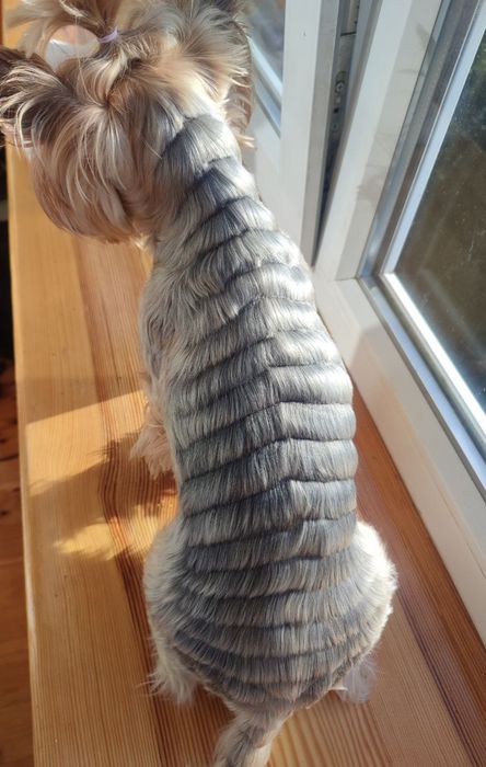 Стрижка йорків , та собак малих порід , грумінг