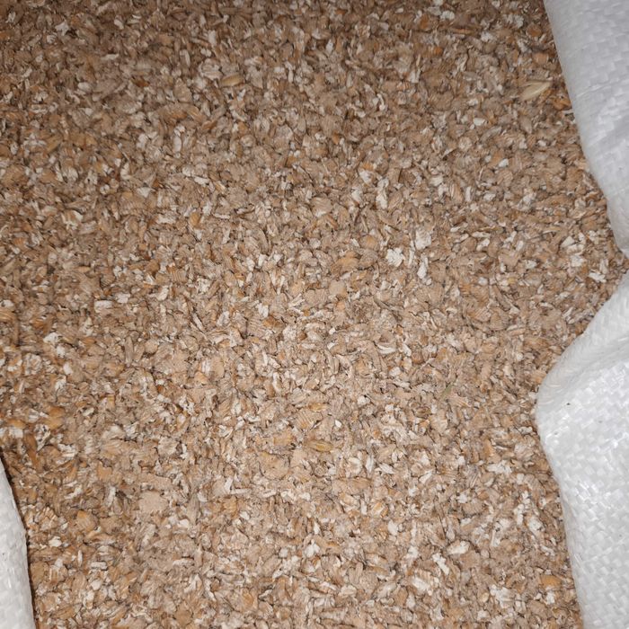 Sprzedam pszenicę gniecioną