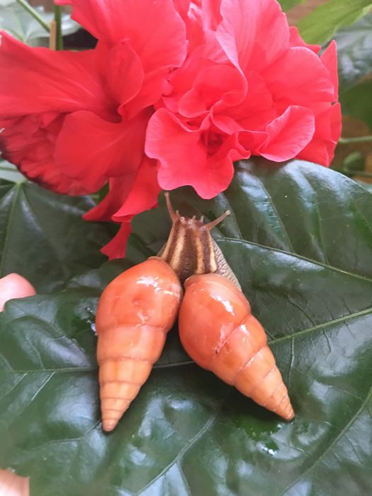 Лимиколярии Оранж АрхАхатина