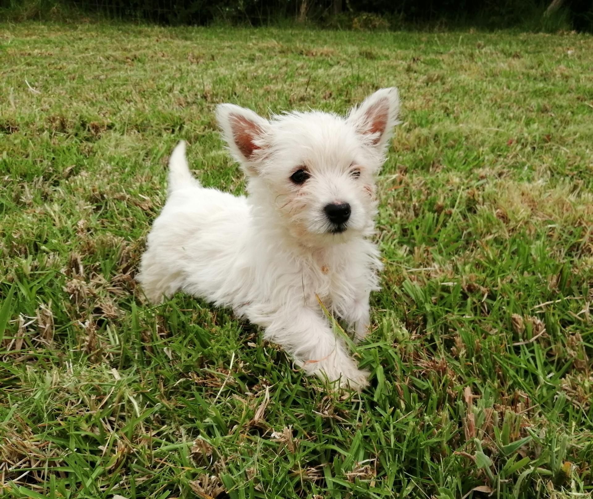 west highland white terrier