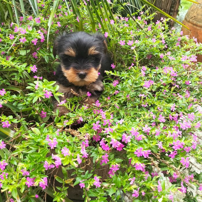 Yorkshire Terrier fêmea