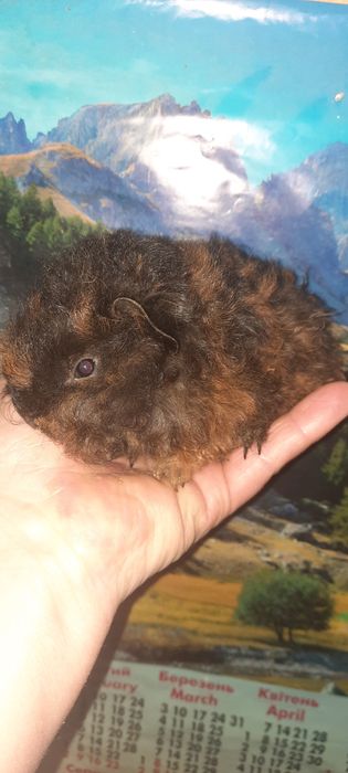 Породиста довгошерста морська свинка