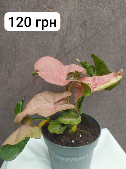 Сингоніум 'Neon Pink'