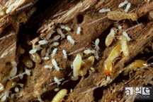 Reticulitermes sp. Термиты