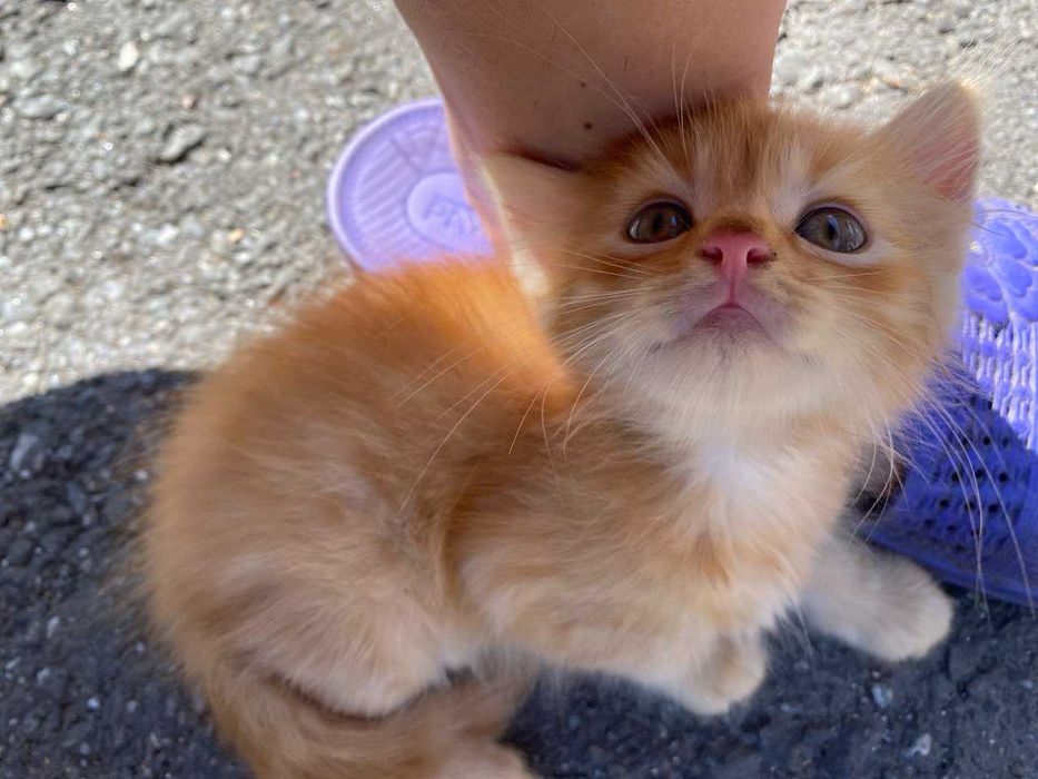 Кошеня в добрі руки з доставкою по Хмельницькій області