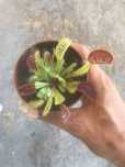Plantas carnívoras