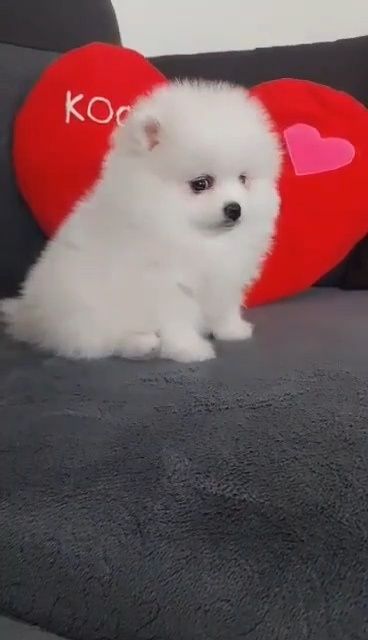 Piesek szpic miniaturowy Pomeranian