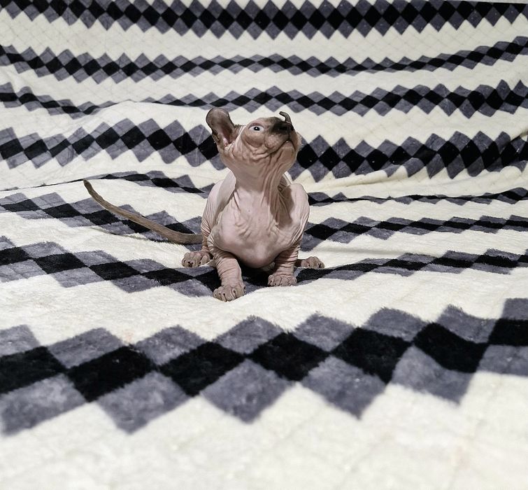 Мальчик. Порода Эльф.