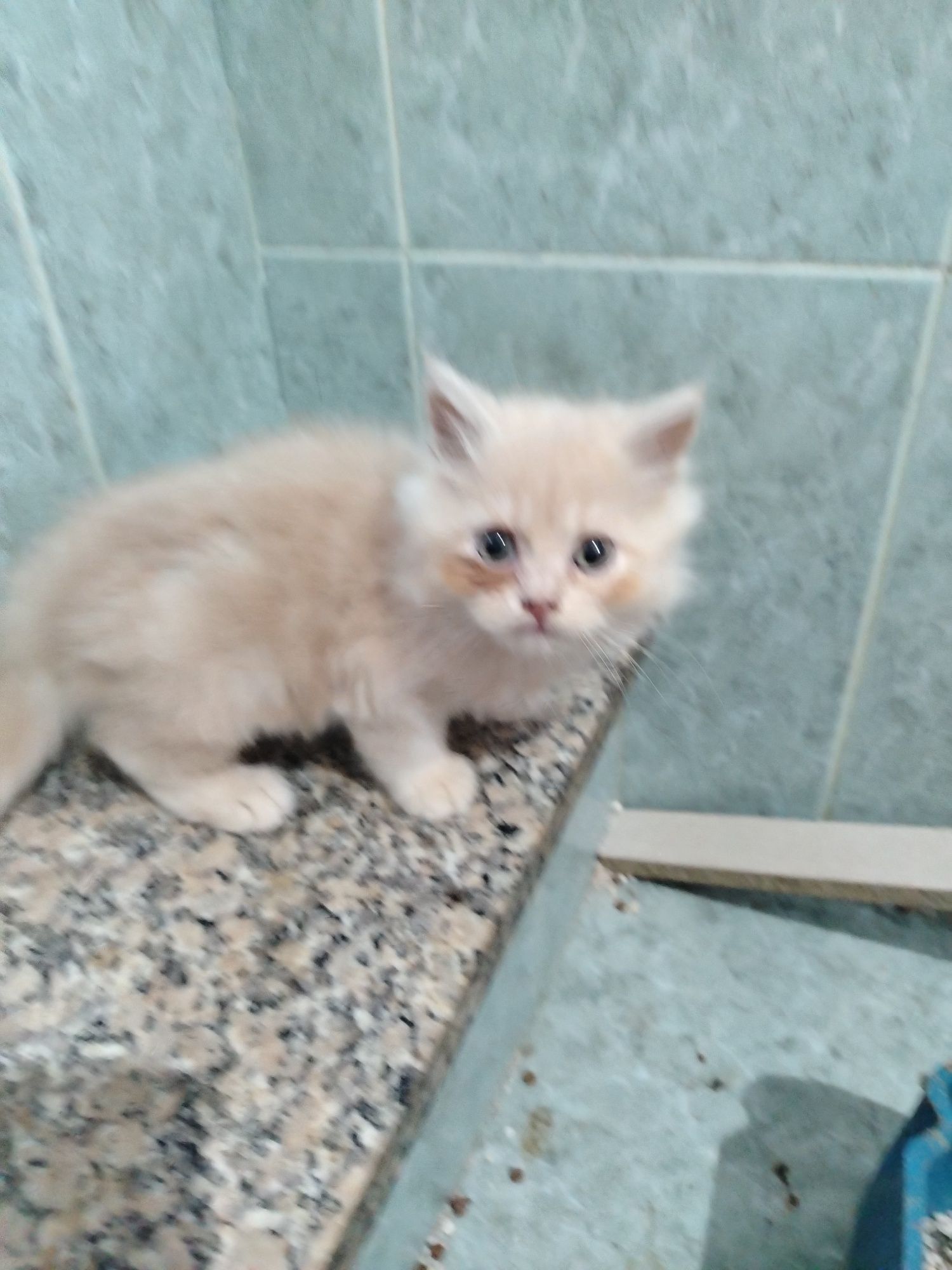 Bebe persa beje top