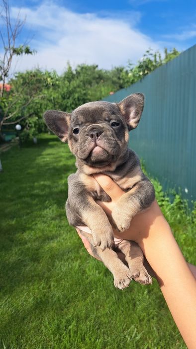 Розплідник! Доставка по Україні та за кордон!