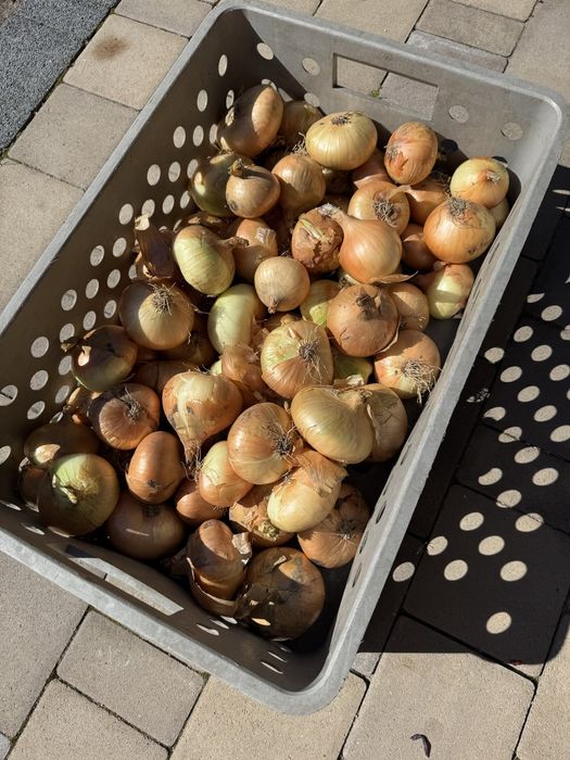 Cebula Stuttgarter Riesen