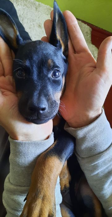 Щенок добермана девочка