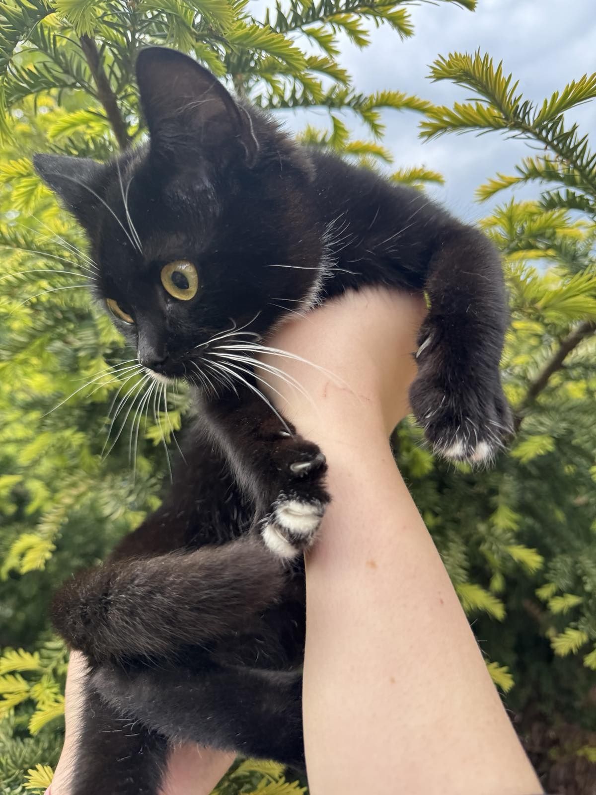 Котики в лагідні руки.