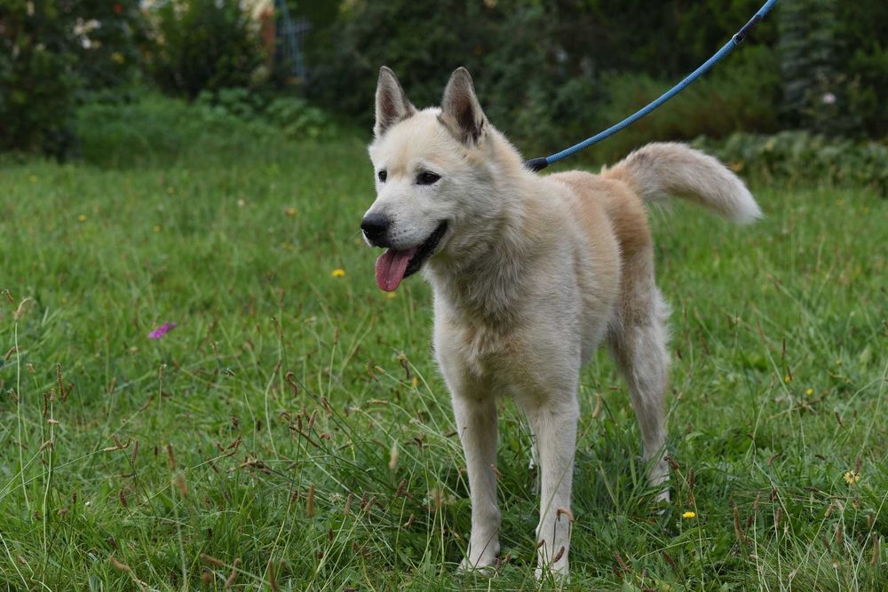 Atom - duży piesek do adopcji