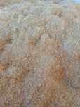 Trociny sosnowe suche