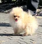 Pomeranian suczka