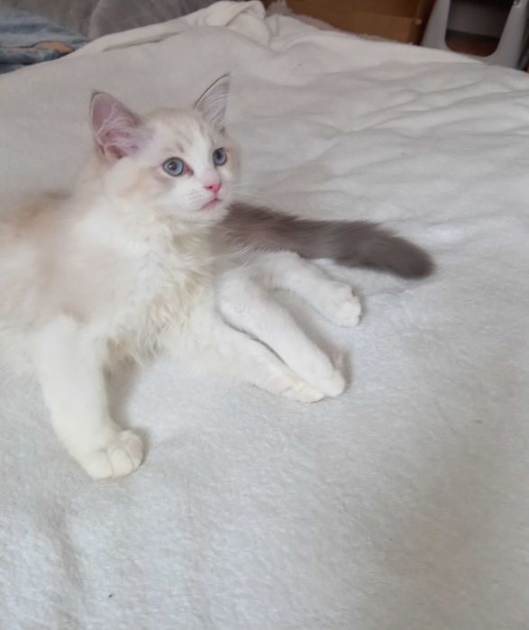 Cudowny Kocuerk  Blue Lynx Bicolor