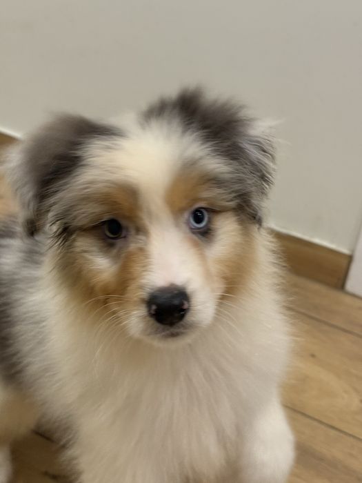 Owczarek australisjki FCI- pies gotowy do nowego domu