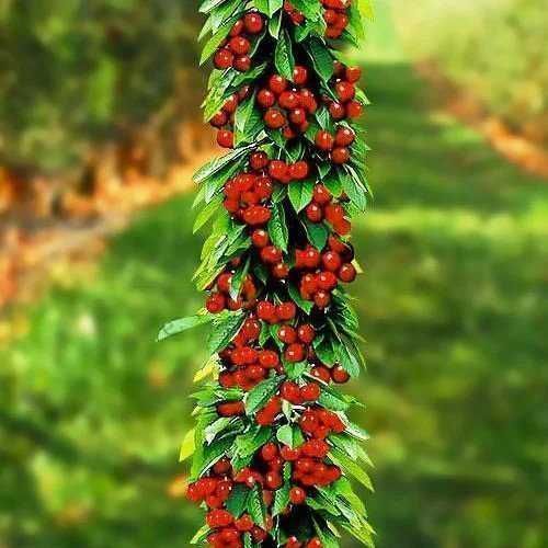 Саджанці Колоновідної Черешні/Саженцы Колоновидной Черешни