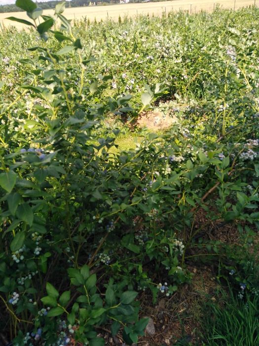 Borówka amerykańska owoce, smaczne i zdrowe