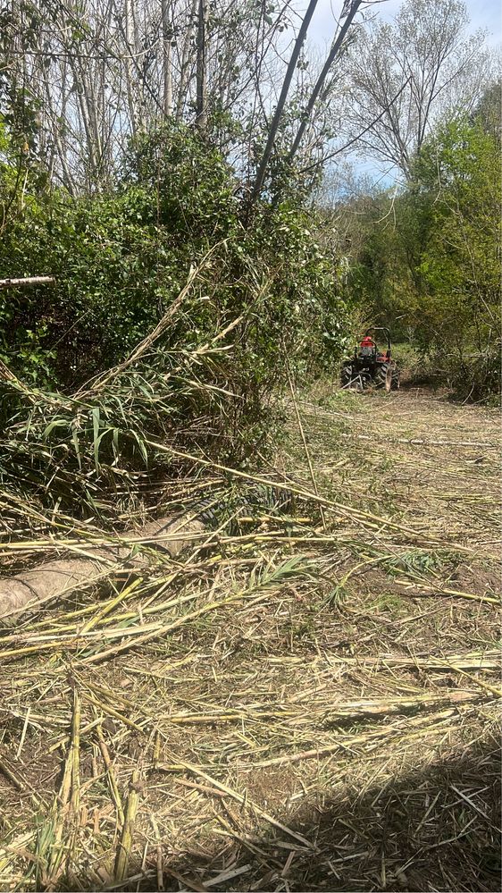 Limpeza e desflorestação de terrenos