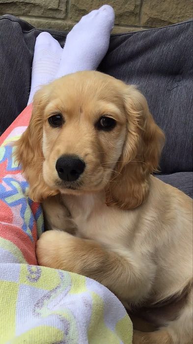 Англійський кокер-спаніель — руді дівчатка, що підкорять ваше серце.