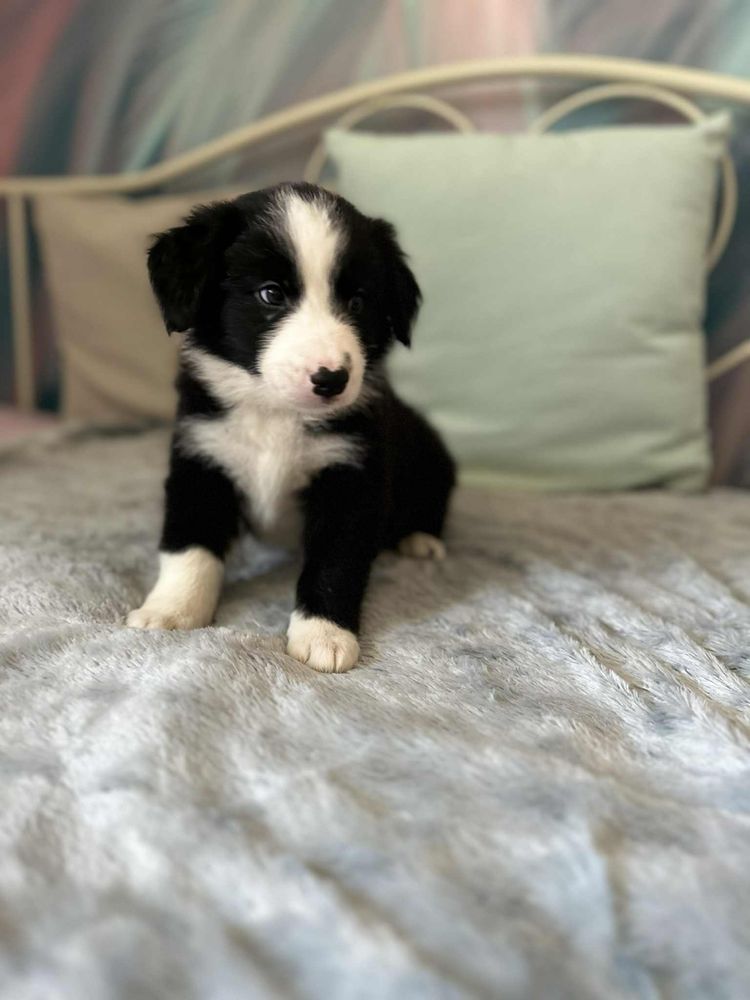 Chłopak rasy  Border Collie
