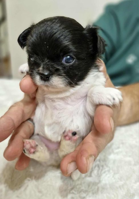 Chihuahua  mini dziewczynka długowłosa Wifika