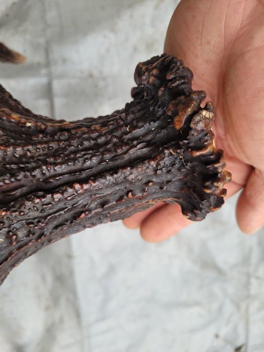 Rosocha łosia zrzut poroże