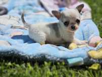 Chihuahua krótkowłosy piesek