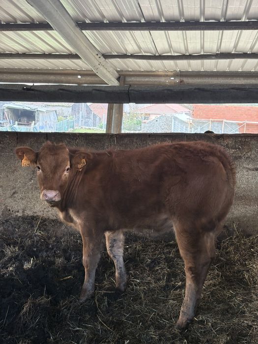 Vende-se Vitela Limousin