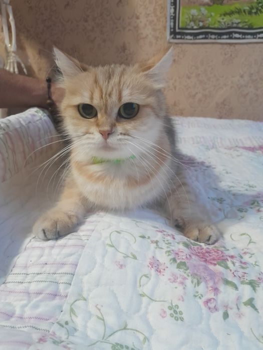 Котята породы серебристая шиншила
