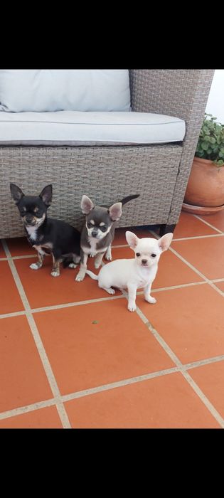 Excelente Chihuahua Macho