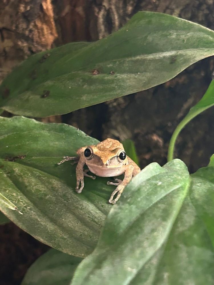 Rzekotki Polypedates-Leucomystax razem z terarium