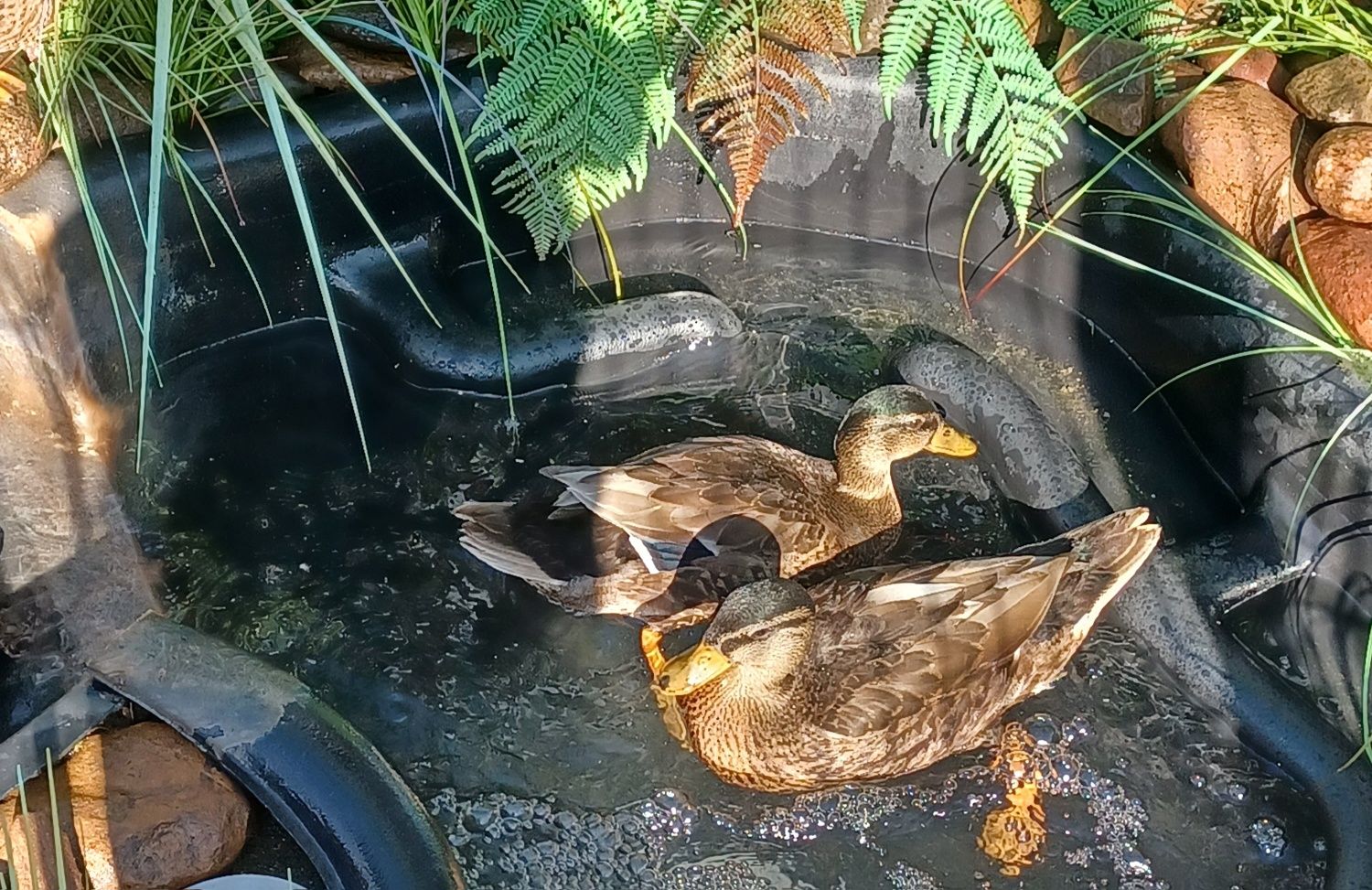 Kaczki i kaczory miniaturowe Call Duck