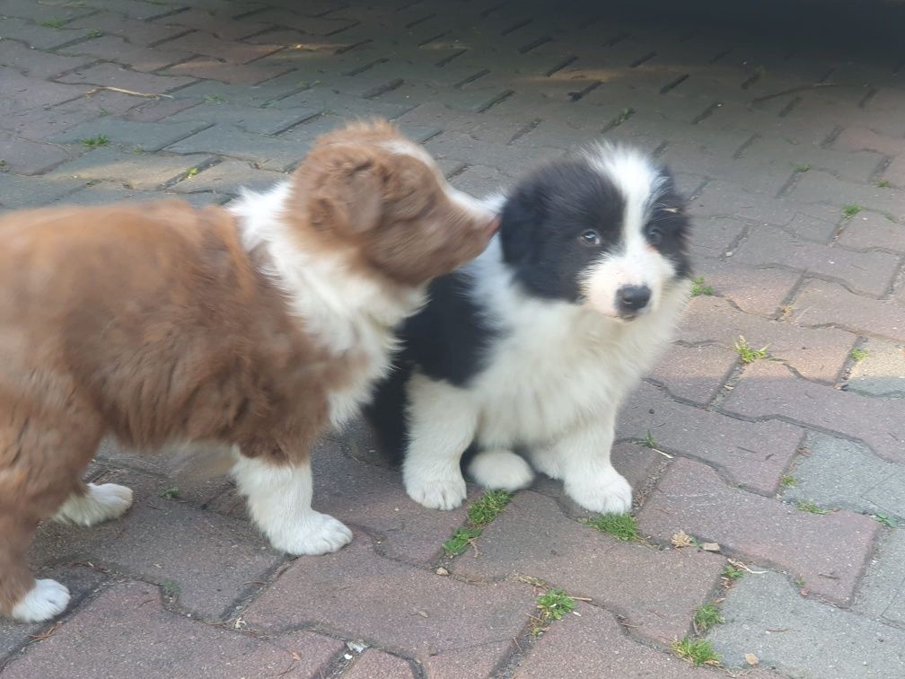 Border Collie szczęniak