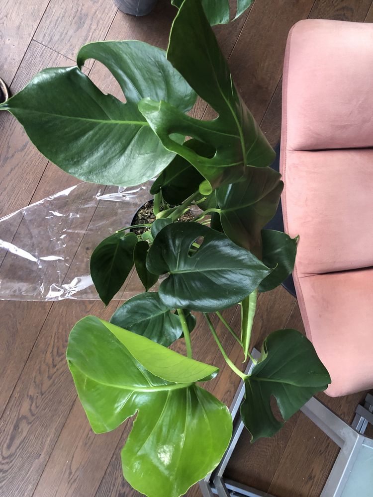Piękna Monstera 80cm wysokości