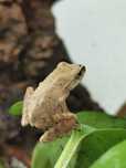 Bambusowa żaba latająca Polypedates leucomystax
