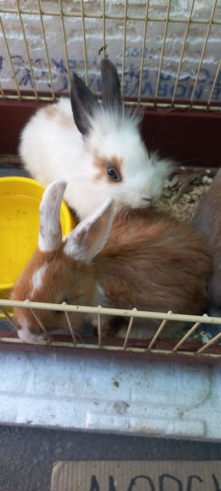 Кролики красивые