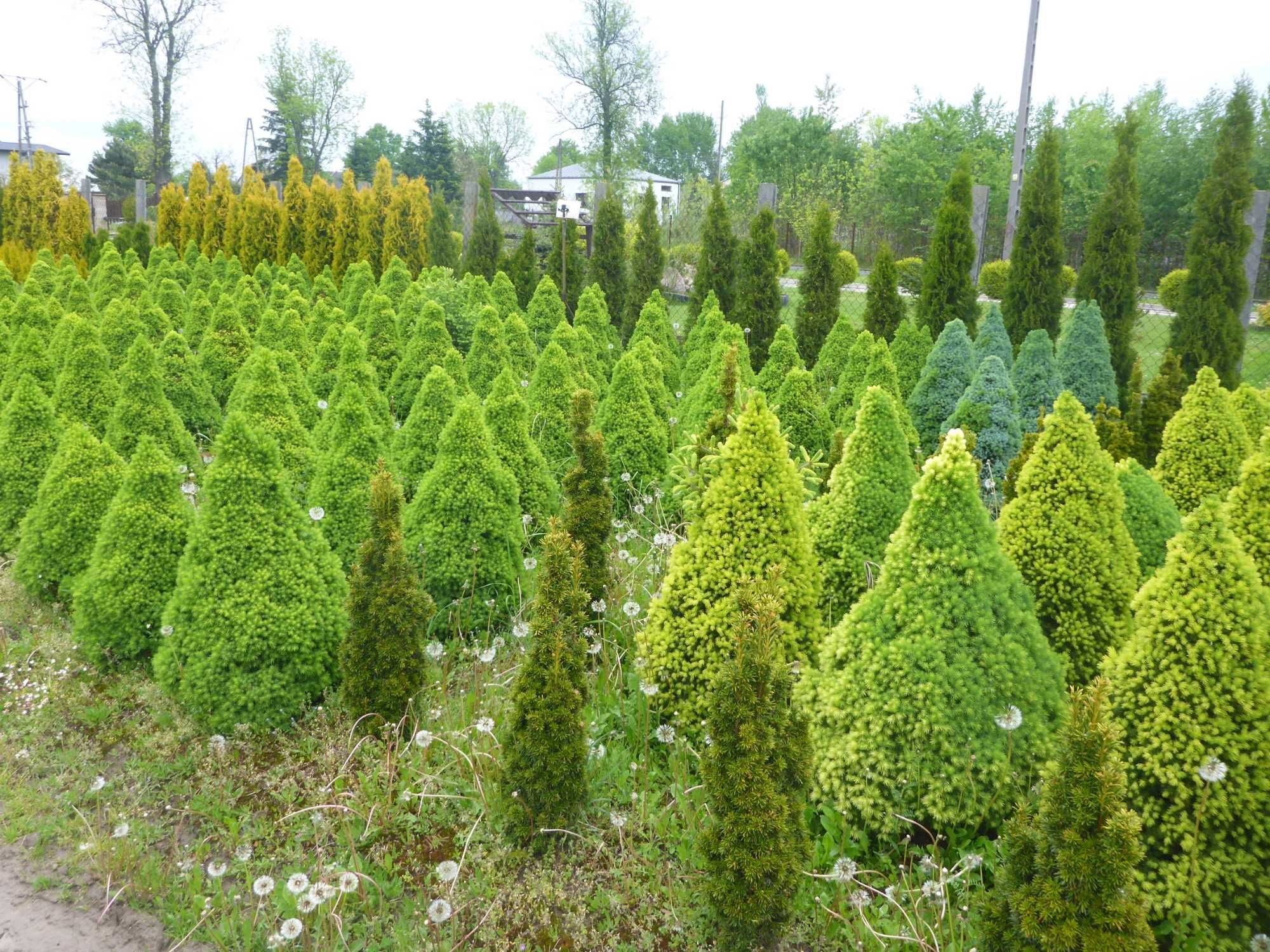 XXL _ CONICA świerk biały PICEA GLAUCA _ 100cm _ 90cm daisy's white