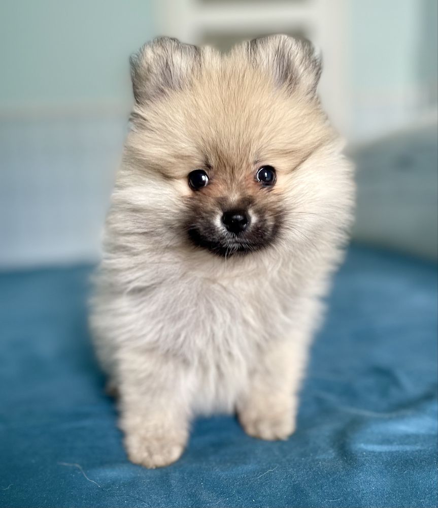 Szpic miniaturowy/pomeranian/sunia