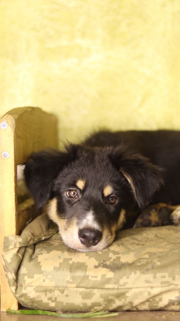 Цуцення хлопчик 5 місяців