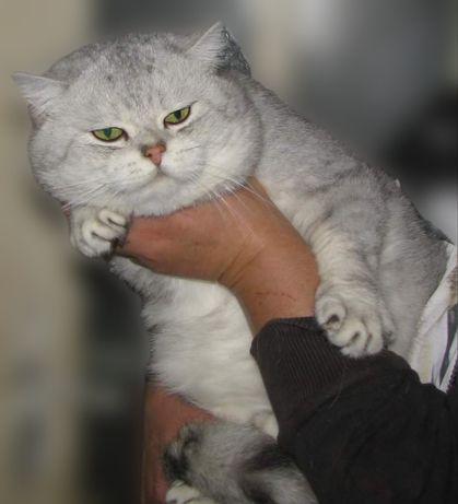 Опытный кот серебристой шиншиллы