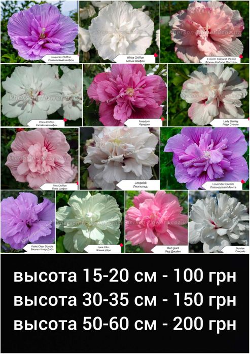 Гібіскуси вуличні деревовидні махрові, варієгатні 25 сортів
