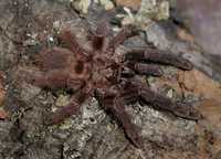 Psalmopoeus Reduncus 3 cm DC samice