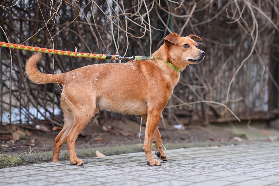 Kardamon - wycofany psiak szuka spokojnego domu! OTOZ Animals Ciapkowo