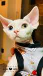 Rożnooki  Devon Rex - Odd Eye